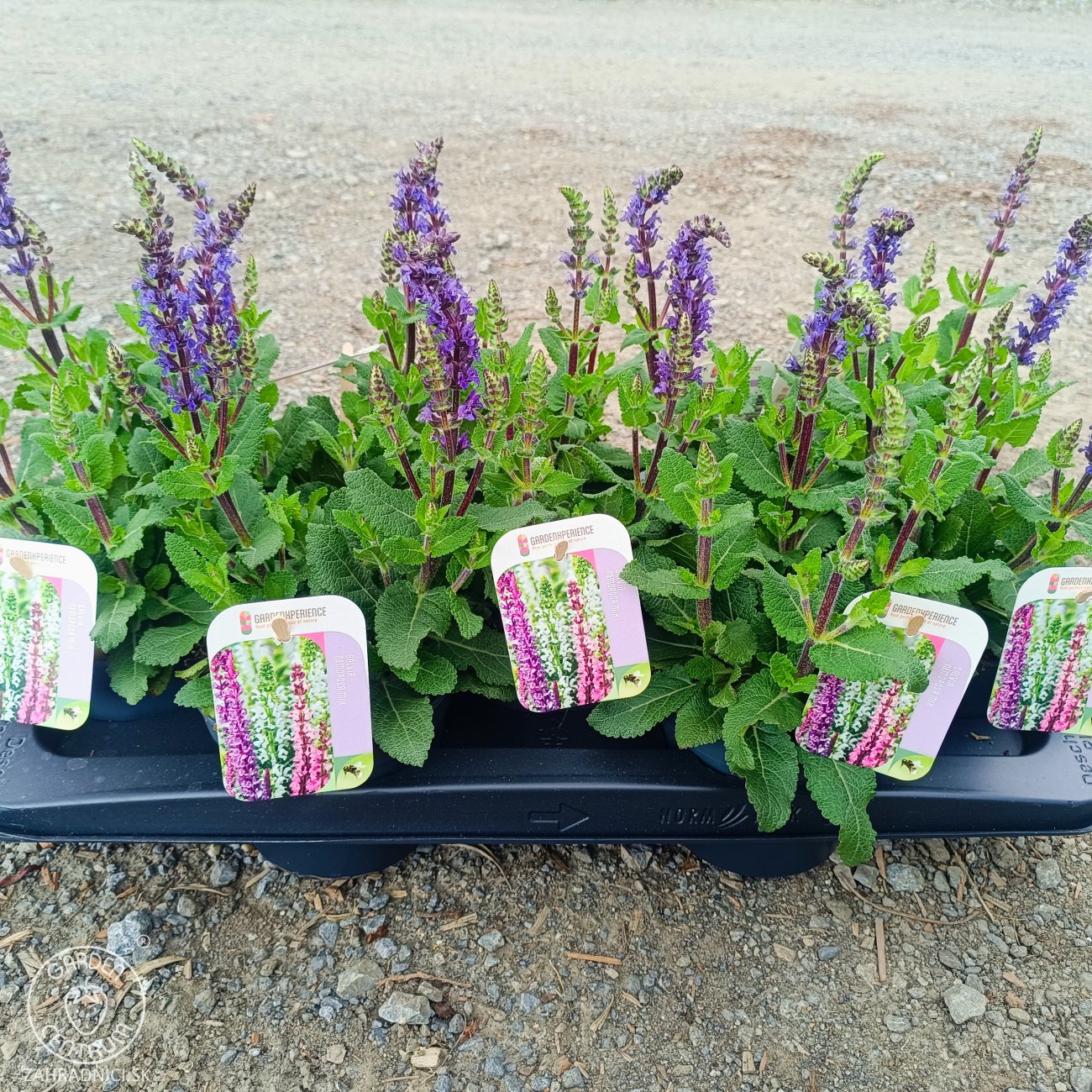 Obrázok Šalvia hájna (Salvia nemorosa) ´SENSATION BLUE´ - výška 15-25 cm, kont. P13